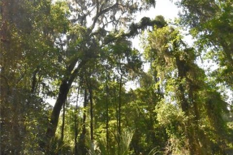 Terreno en venta en Micanopy, Florida № 646419 - foto 30