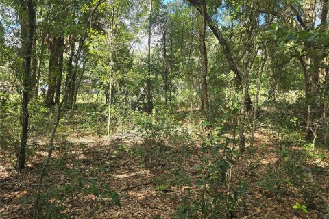 Land in Inverness, Florida № 2386218 - photo 12