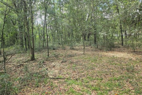 Land in Inverness, Florida № 2386218 - photo 10