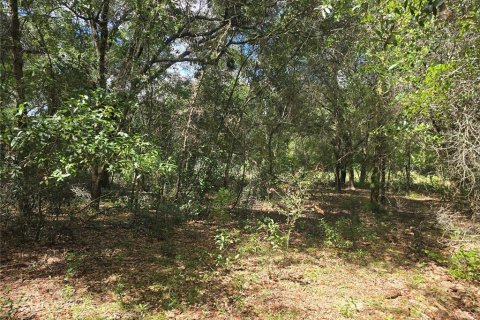 Land in Inverness, Florida № 2386218 - photo 5