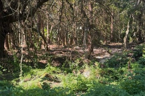 Land in Branford, Florida № 2160654