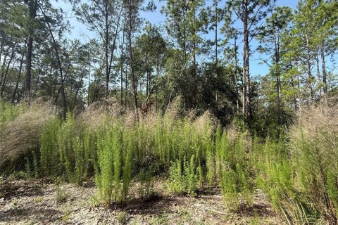 Land in Satsuma, Florida № 2159725 - photo 3