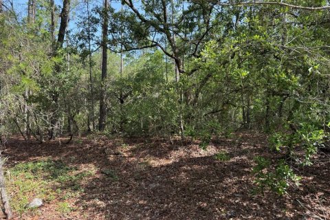 Land in Satsuma, Florida № 2159725 - photo 2