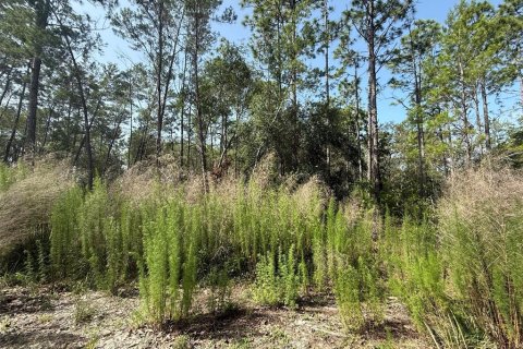Land in Satsuma, Florida № 2159725 - photo 4