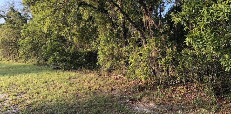Terrain à Ocala, Floride № 1535418