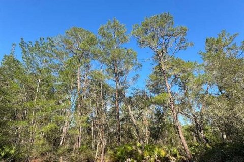 Land in Ocklawaha, Florida № 2233020