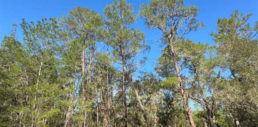 Terrain à Ocklawaha, Floride № 2233020