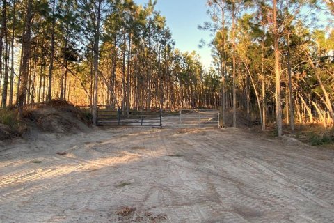 Land in Mayo, Florida № 885593 - photo 2