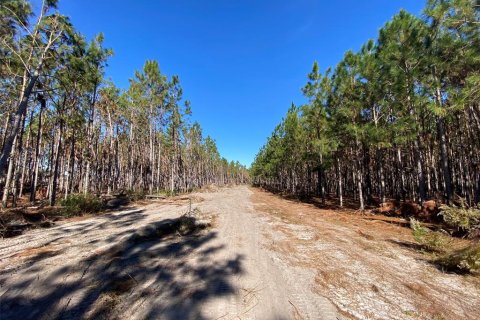 Land in Mayo, Florida № 885593 - photo 3