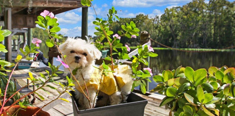 Casa en Satsuma, Florida 2 dormitorios, 128.21 m2 № 772377