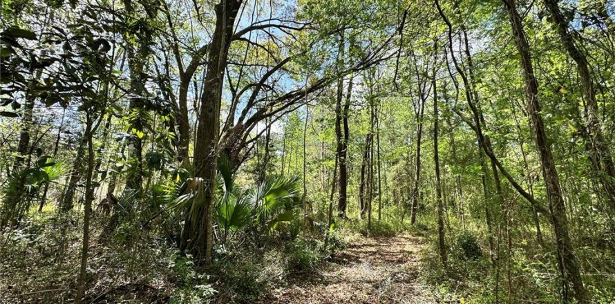Terrain à Ocala, Floride № 2233088