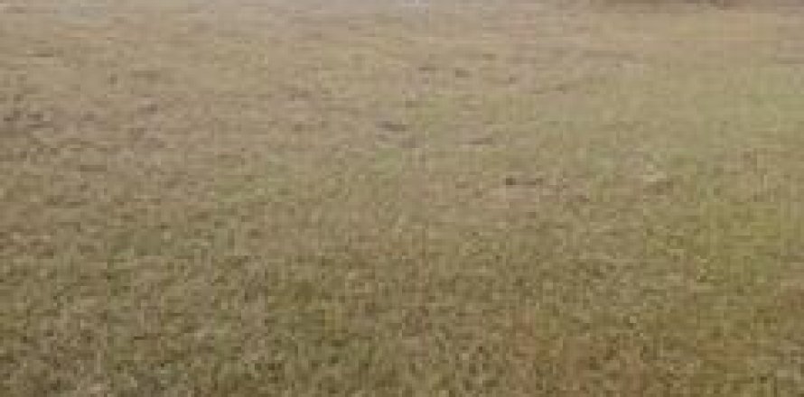Terreno en Jacksonville, Florida № 765972