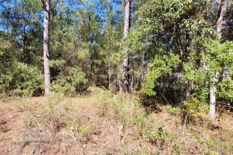 Land in Citrus Springs, Florida № 2159791 - photo 4
