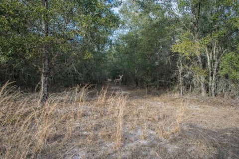 Land in Fort White, Florida № 2094087 - photo 6