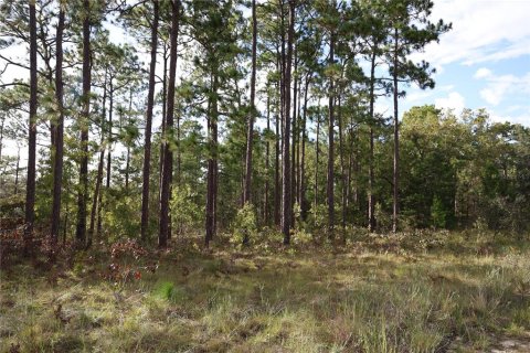 Terreno en venta en Hawthorne, Florida № 1913836 - foto 4