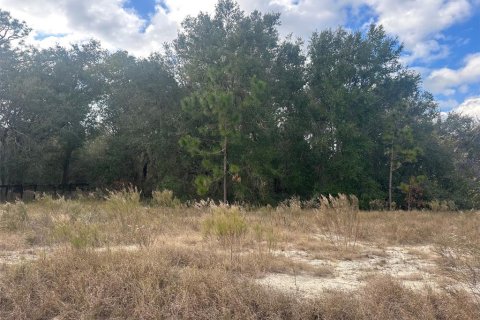 Land in Ocklawaha, Florida № 2159454 - photo 6