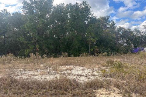 Land in Ocklawaha, Florida № 2159454 - photo 5