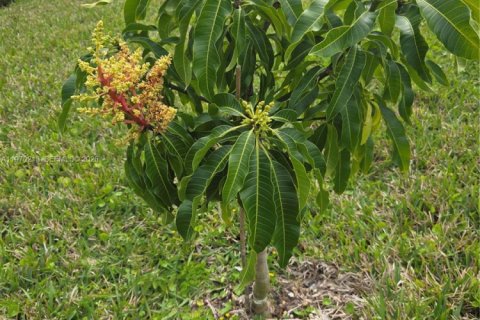 House in Cape Coral, Florida 4 bedrooms № 2030913 - photo 10