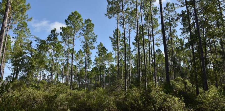 Terrain à Inglis, Floride № 1853327