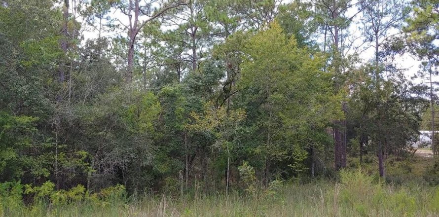 Land in Morriston, Florida № 2160581