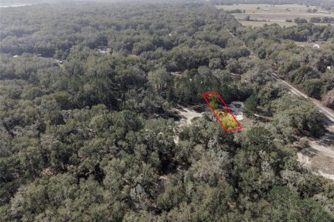 Land in Citra, Florida № 2162379 - photo 19
