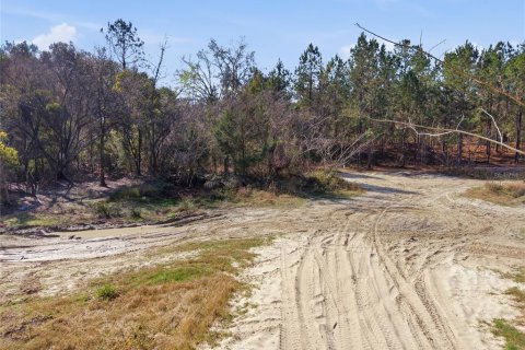 Land in Citra, Florida № 2162379 - photo 29