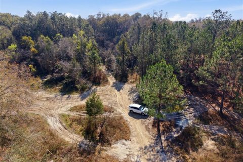 Land in Citra, Florida № 2162379 - photo 26