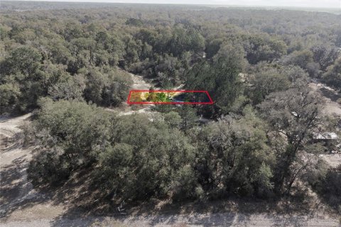Land in Citra, Florida № 2162379 - photo 23
