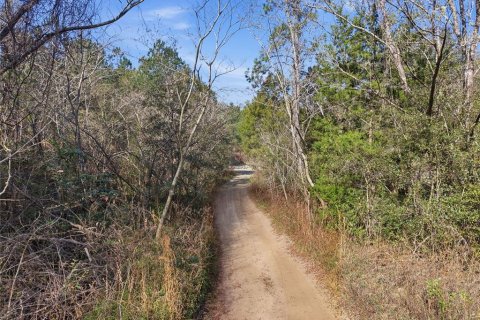 Land in Citra, Florida № 2162379 - photo 27
