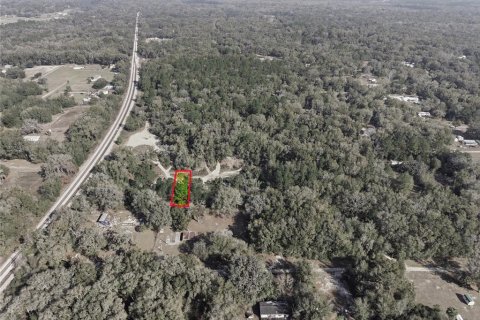 Land in Citra, Florida № 2162379 - photo 13