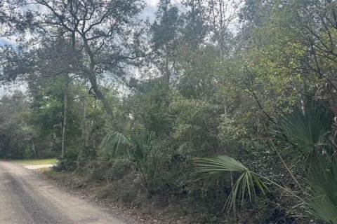 Land in Orange City, Florida № 1545200 - photo 4