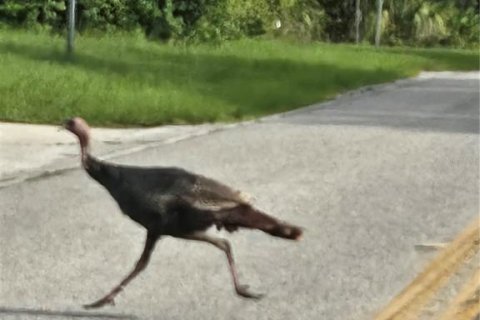 Land in Weeki Wachee, Florida № 1918503 - photo 6