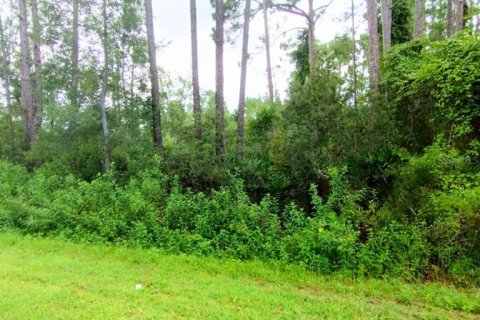 Land in Georgetown, Florida № 1868885 - photo 3