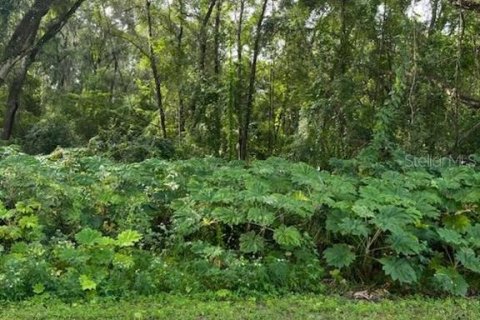 Land in Webster, Florida № 1833432 - photo 1