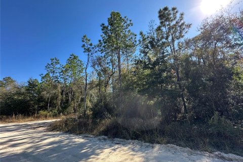 Land in Williston, Florida № 2232874 - photo 5