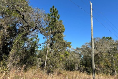 Land in Williston, Florida № 2232874 - photo 7