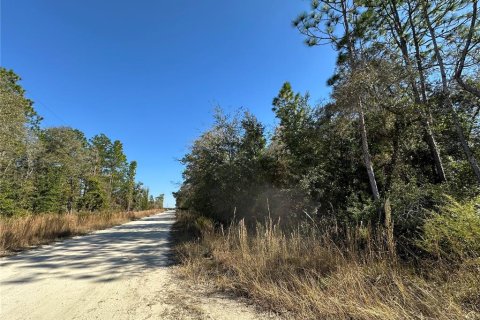 Land in Williston, Florida № 2232874 - photo 6