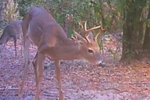 Land in Homosassa, Florida № 2159728 - photo 3