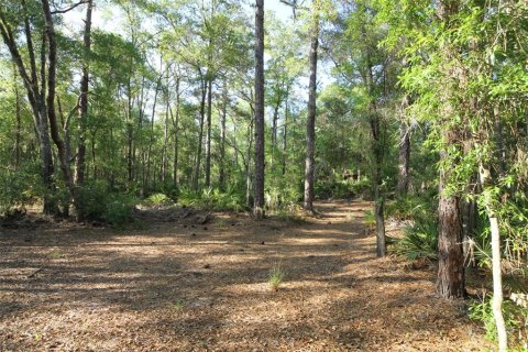 Land in Homosassa, Florida № 2159728 - photo 9