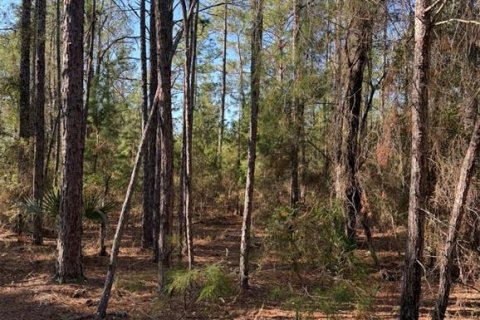 Land in Interlachen, Florida № 2239970 - photo 12