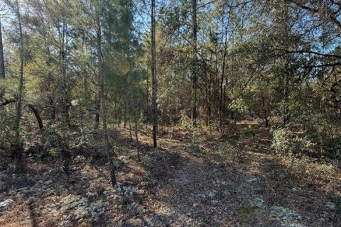 Land in Interlachen, Florida № 2239970 - photo 11