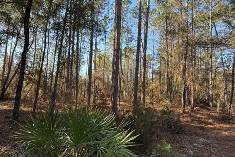 Land in Interlachen, Florida № 2239970 - photo 6