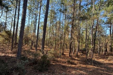 Land in Interlachen, Florida № 2239970 - photo 5