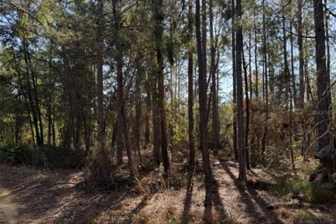 Land in Interlachen, Florida № 2239970