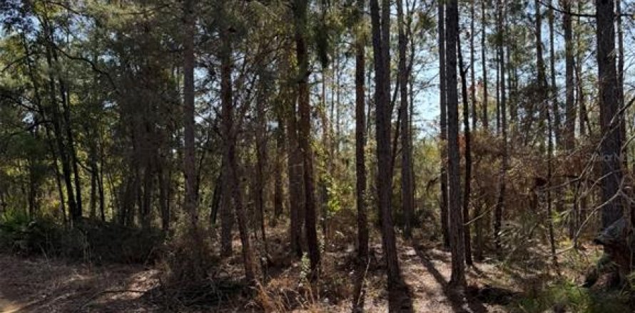 Land in Interlachen, Florida № 2239970