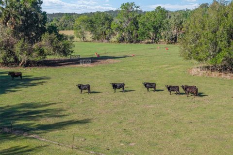 Land in Reddick, Florida № 2127813 - photo 20