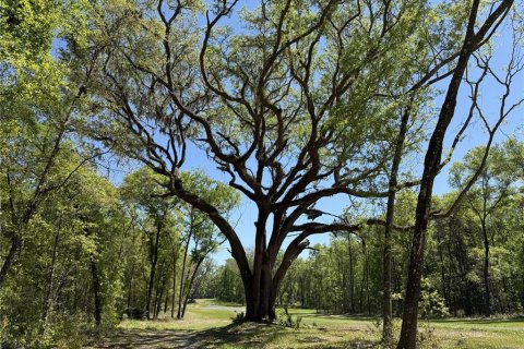 Land in Reddick, Florida № 2204366 - photo 5