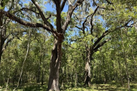 Land in Reddick, Florida № 2204366 - photo 6
