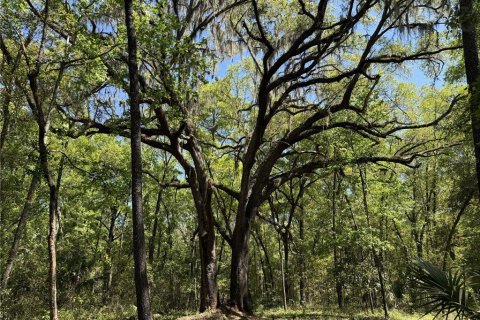 Land in Reddick, Florida № 2204366 - photo 7