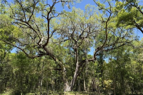 Land in Reddick, Florida № 2204366 - photo 4